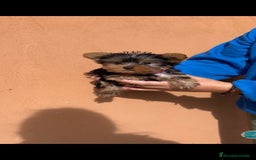 Yorkshire Terrier perros en venta: Ultima cachorra de yorkshire terrier toy  - Anuncio 3