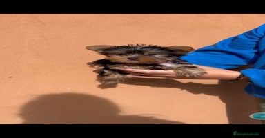 Yorkshire Terrier perros Ultima cachorra de yorkshire terrier toy  - Anuncio 2