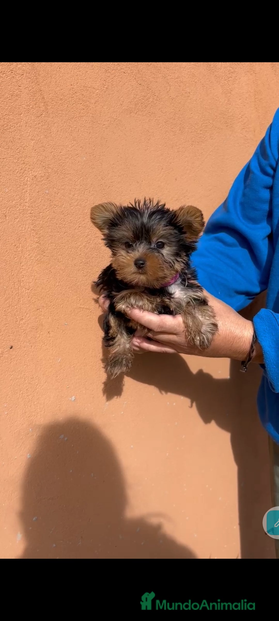 Yorkshire Terrier perros en venta: Ultima cachorra de yorkshire terrier toy  - Anuncio 3