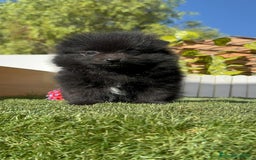 Pomerania perros en venta: POMERANIA HEMBRA - Imagen 9