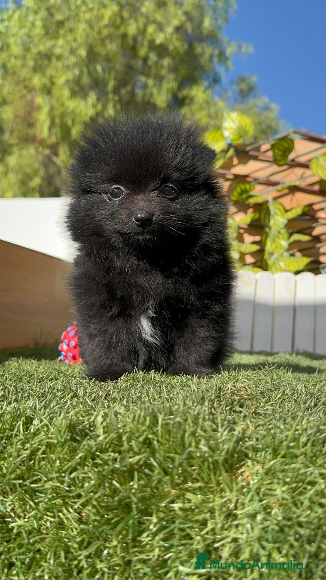 Pomerania perros en venta: POMERANIA HEMBRA - Imagen 9