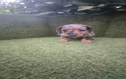 Teckel Miniatura perros en venta: teckel miniatura pelo basto arlequín y negro fuego - Imagen 12