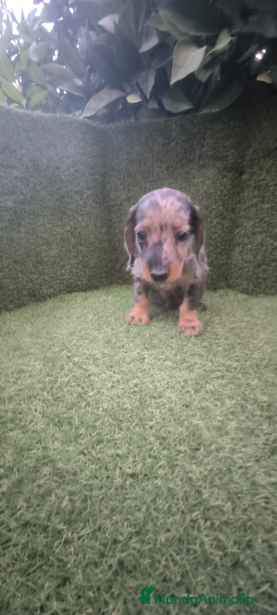 Teckel Miniatura perros en venta: teckel miniatura pelo basto arlequín y negro fuego - Imagen 12