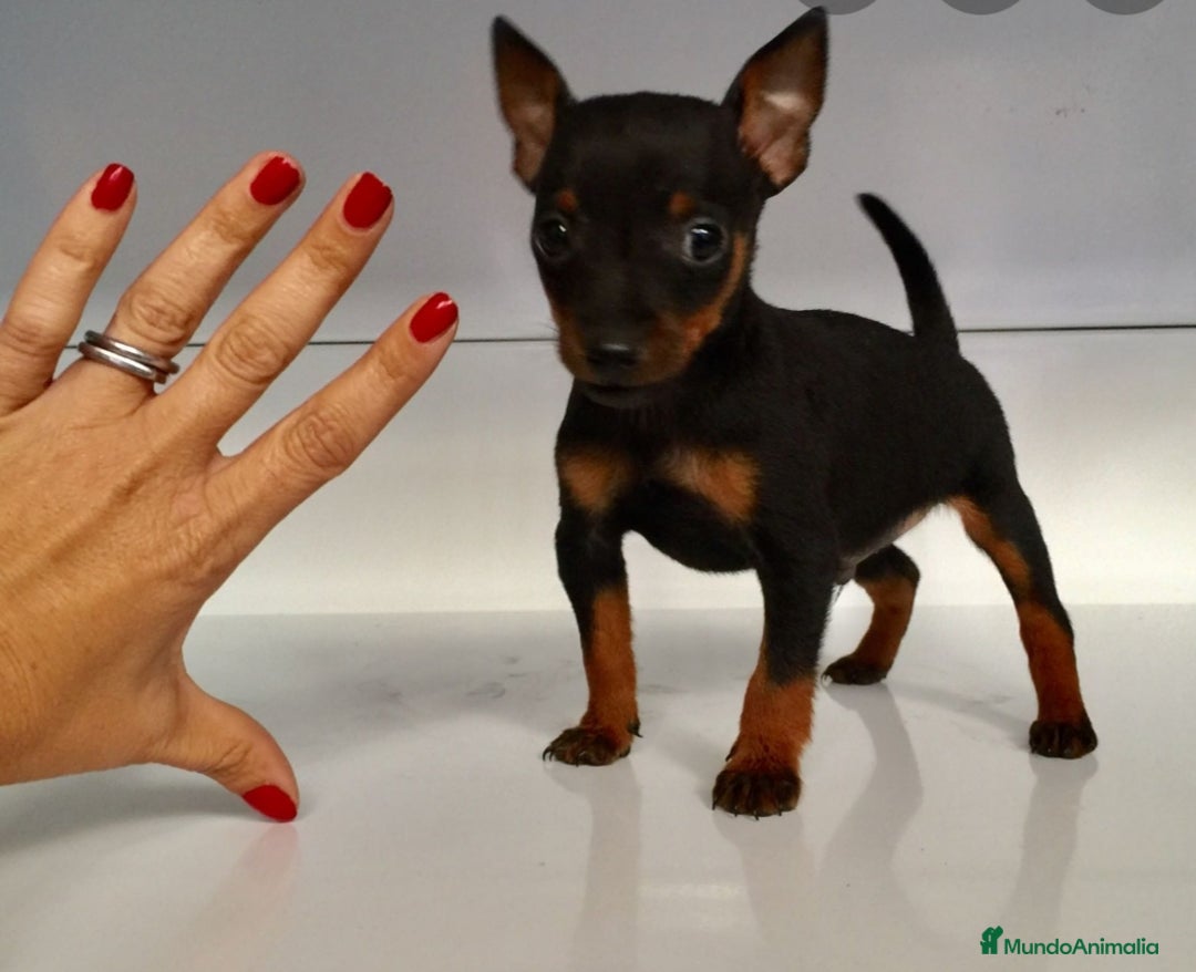 Ratón de Praga perros en venta: Ratón de Praga  - Anuncio 2