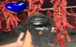 Perro de Agua Español perros en venta: Preciosos cachorros Perros De Agua - Imagen 2