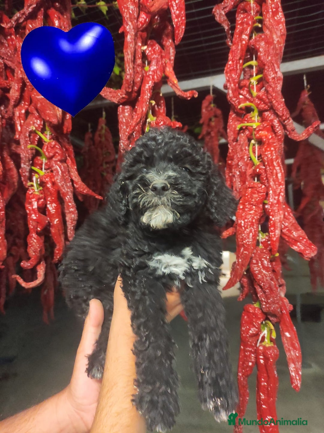 Perro de Agua Español perros en venta: Preciosos cachorros Perros De Agua - Imagen 2