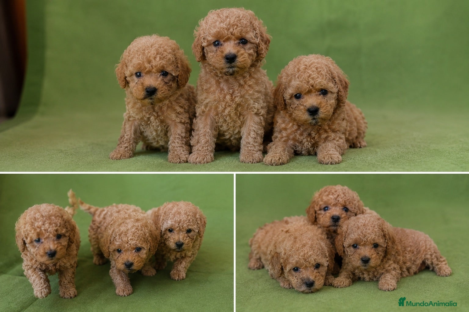Caniche Toy perros CANICHE TOY - BARCELONA - ENTREGA  - Anuncio 1