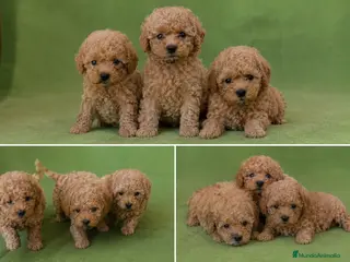 Caniche Toy perros CANICHE TOY - BARCELONA - ENTREGA - Anuncio 1