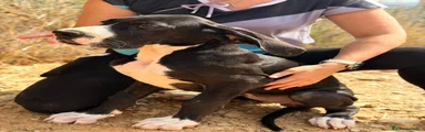 Dogo Alemán 2