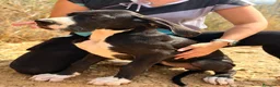 Dogo Alemán perros en venta: DOGO ALEMÁN ( GRAN DANÉS) - Anuncio 10