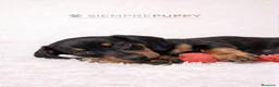 Teckel Miniatura perros en venta: TECKEL MINIATURA NEGRO FUEGO - Anuncio 1