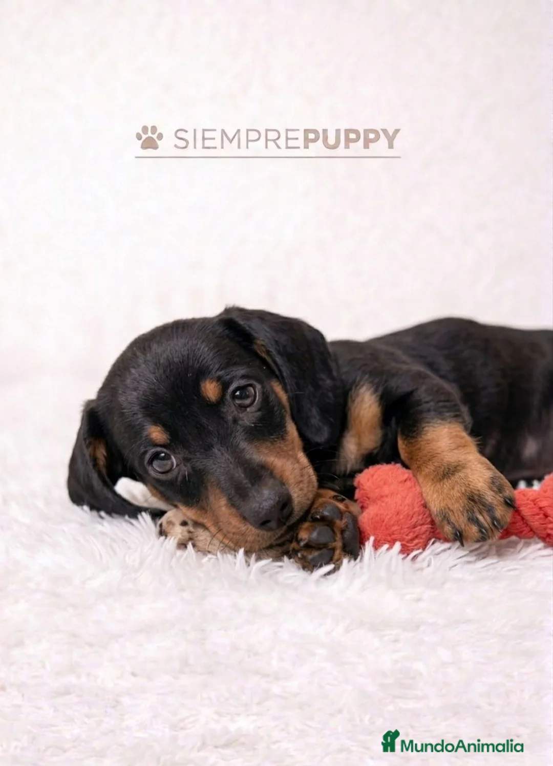 Teckel Miniatura perros en venta: TECKEL MINIATURA NEGRO FUEGO - Anuncio 1