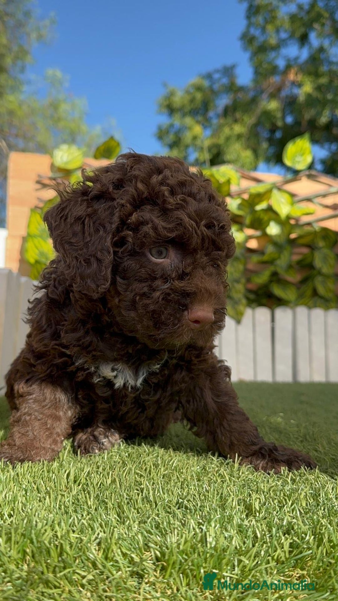 Perro de Agua Español perros en venta: PERRO DE AGUA HEMBRA - Imagen 9