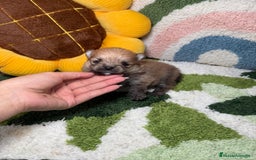 Pomerania perros en venta: Pomerania - Imagen 3