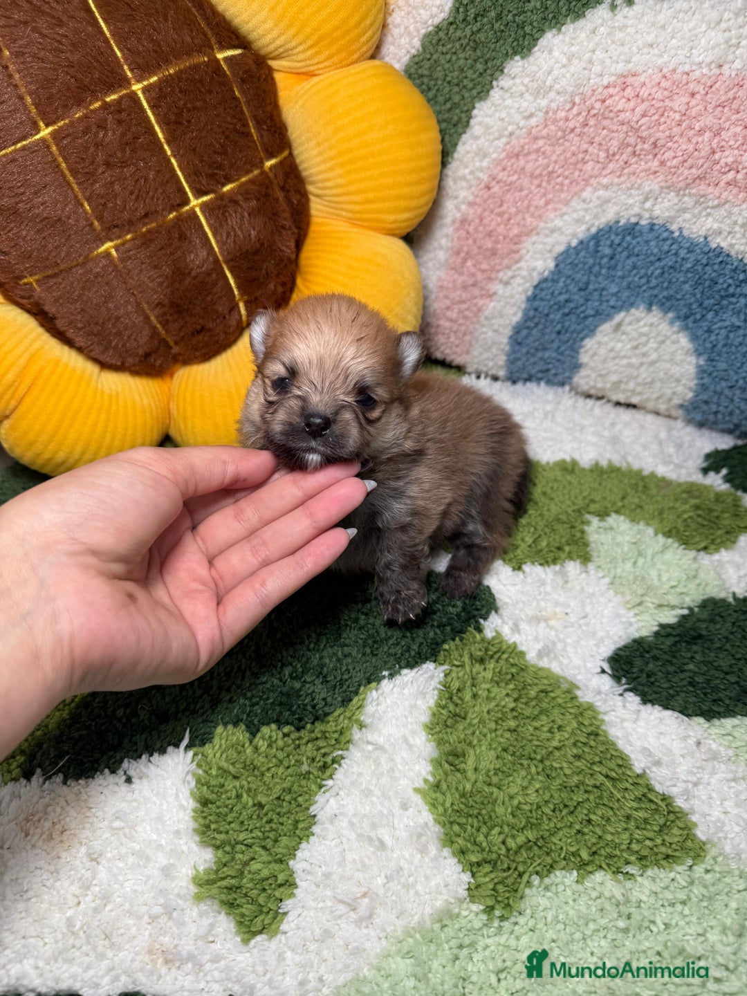 Pomerania perros en venta: Pomerania - Imagen 3