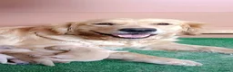 Golden Retriever perros en venta: Cachorro Golden - Anuncio 3