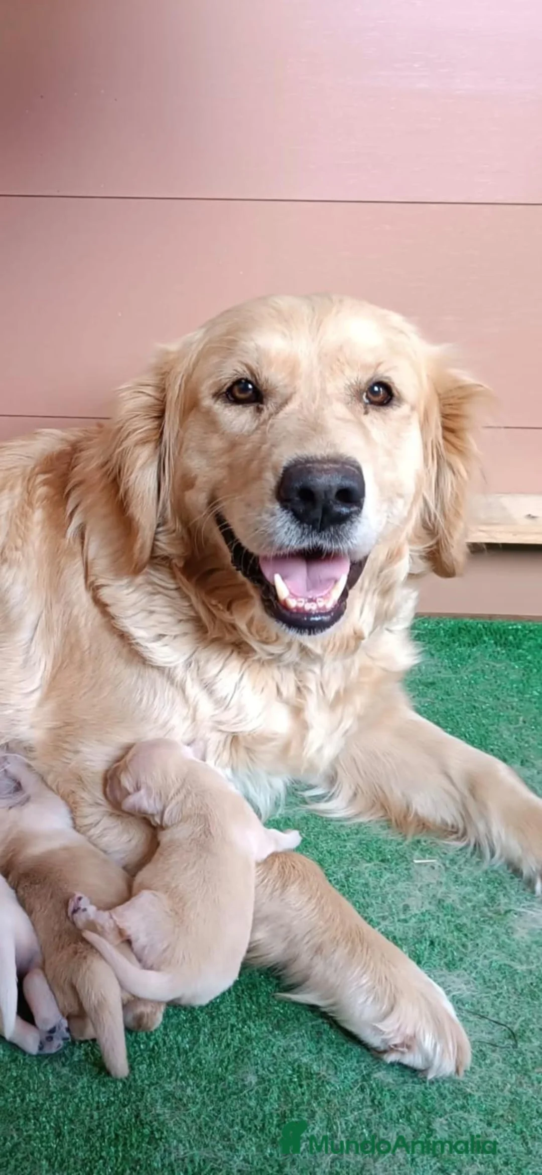 Golden Retriever perros en venta: Cachorro Golden - Anuncio 3