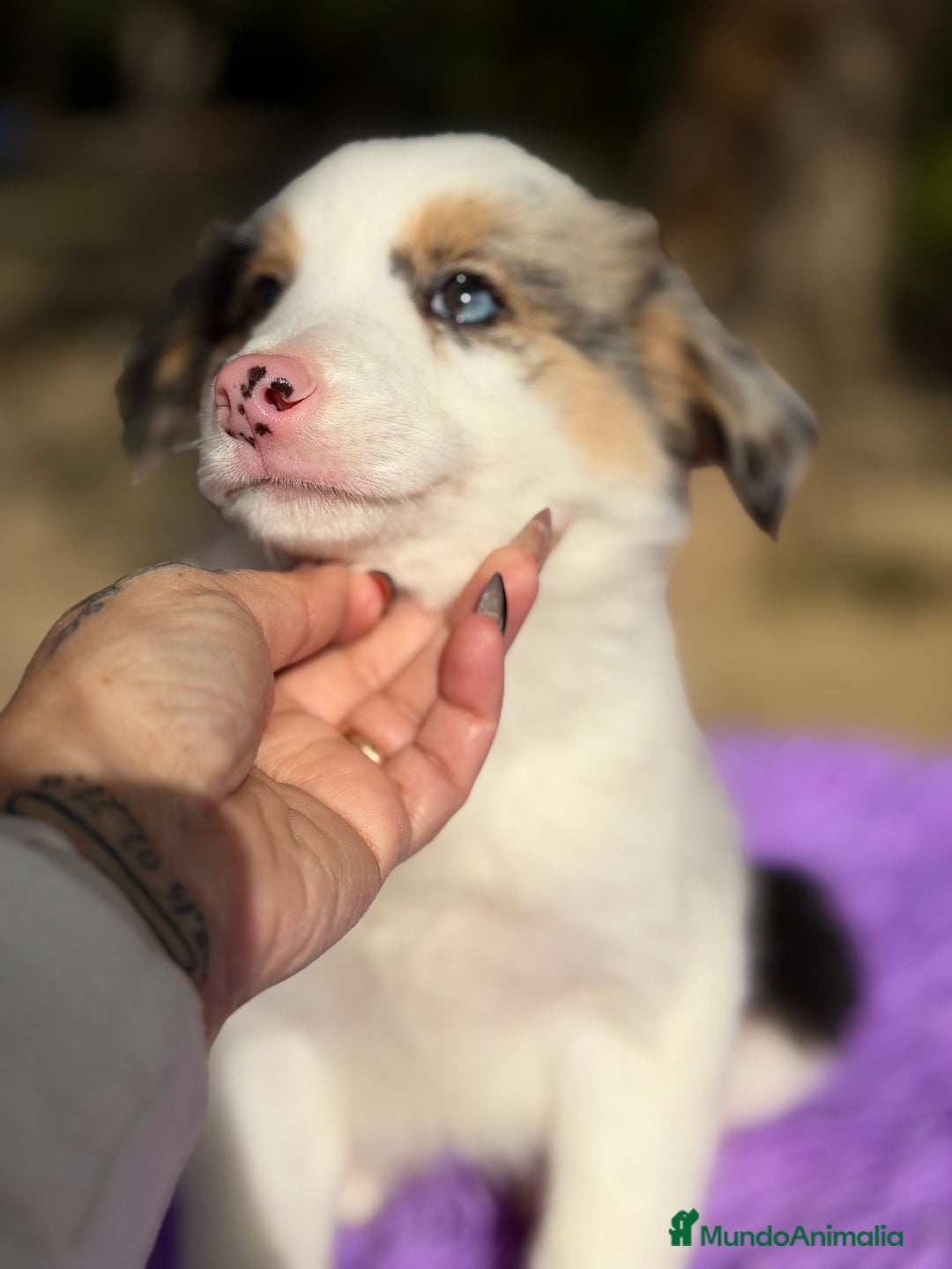 Border Collie perros en venta: Border collie Merle  - Anuncio 8