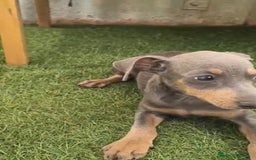 Pinscher Miniatura perros en venta: Mini-pinscher blue Macho  - Imagen 3