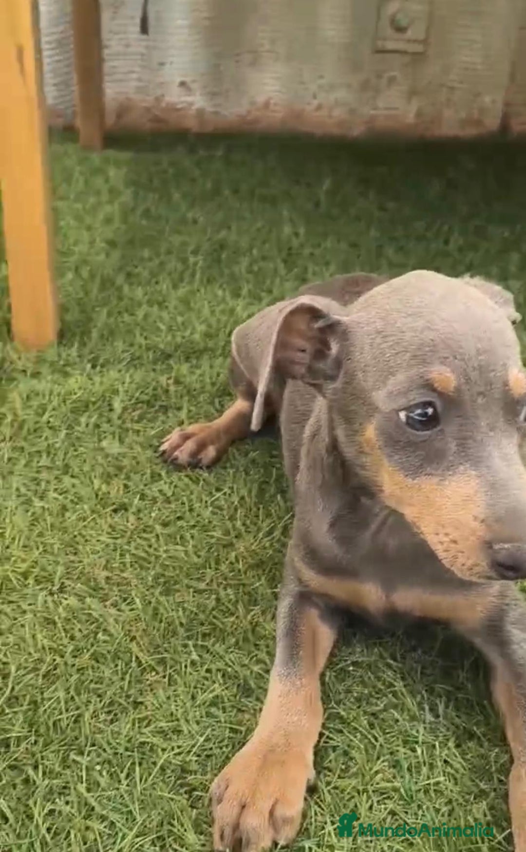 Pinscher Miniatura perros en venta: Mini-pinscher blue Macho  - Imagen 3