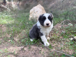 Border Collie perros - Anuncio 1