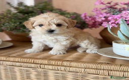 Maltipoo perros en venta: Maltipoo de caramelo !!!! - Imagen 4
