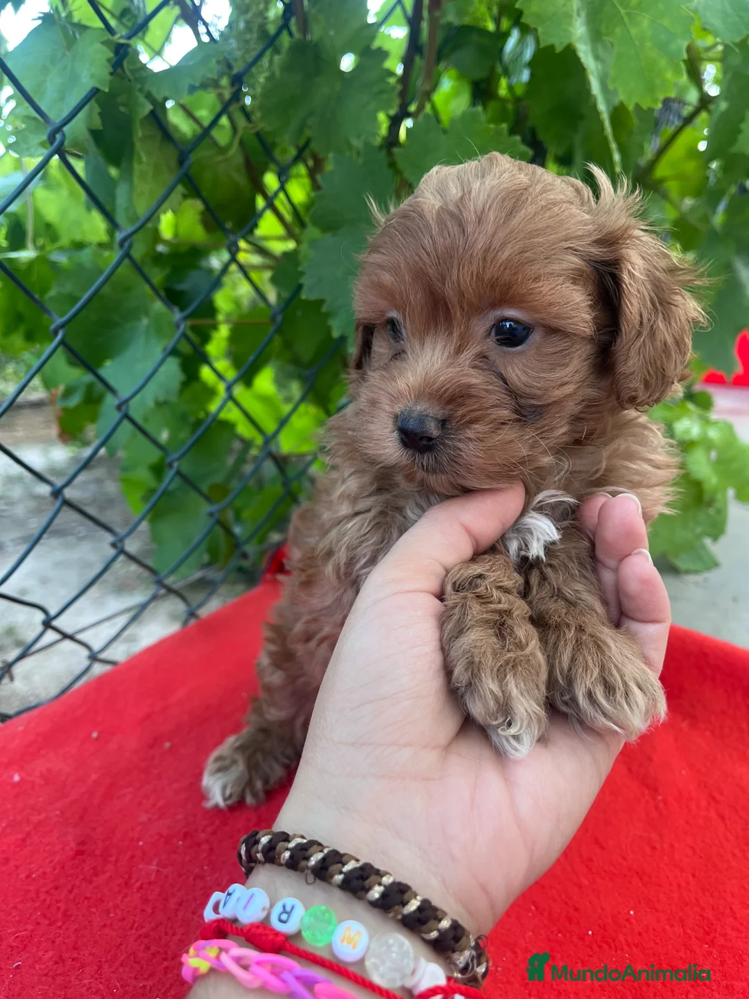 Maltipoo perros en venta: PRECIOSO MACHO - Anuncio 3