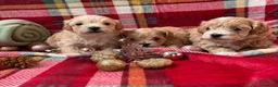 Maltipoo perros en venta: Maltipoo Toy Machos Fotos actuales!! - Anuncio 1