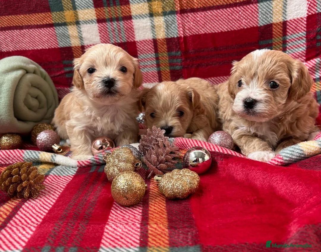 Maltipoo perros en venta: Maltipoo Toy Machos Fotos actuales!! - Anuncio 1
