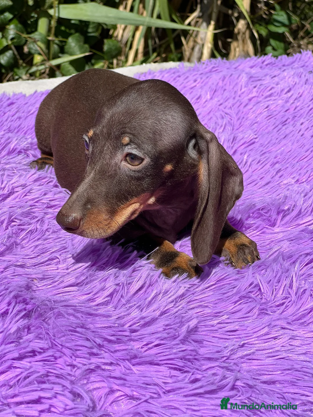 Teckel Miniatura perros en venta: Teckel miniatura  - Anuncio 4