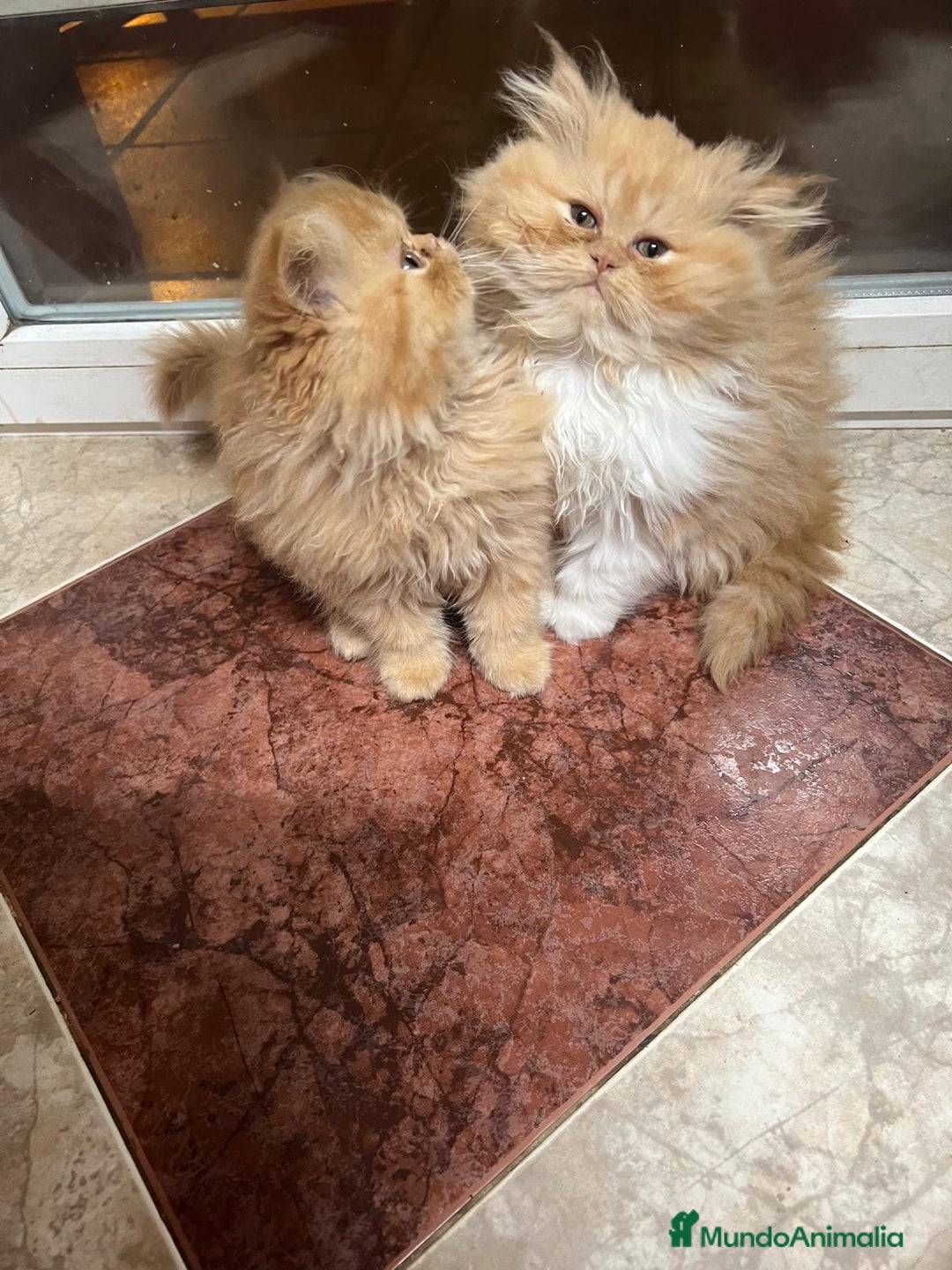 Persa gatos en venta: Preciosos gatitos criados a casa - Anuncio 6