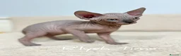 Sphynx gatos en venta: Sphynx - Anuncio 2