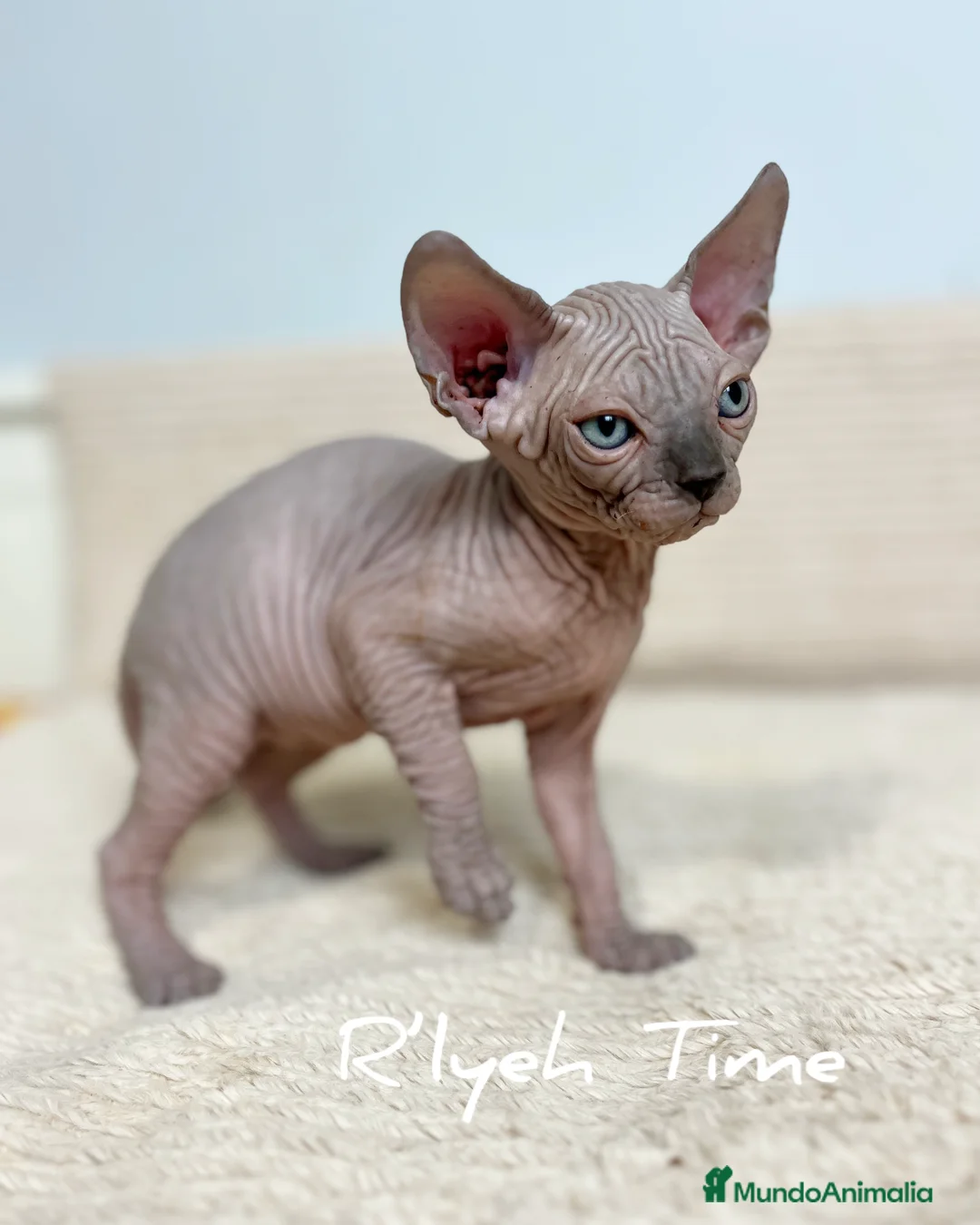 Sphynx gatos en venta: Sphynx - Anuncio 2