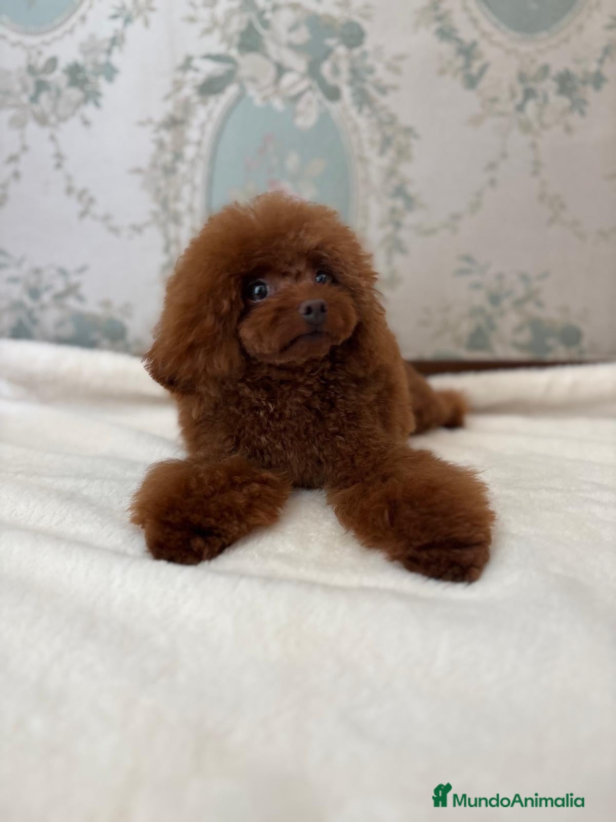 Caniche Toy perros para monta: Caniche rojo para montar  asiático  - Anuncio 15
