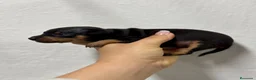 Ratón de Praga perros en venta: Raton de Praga - Anuncio 4