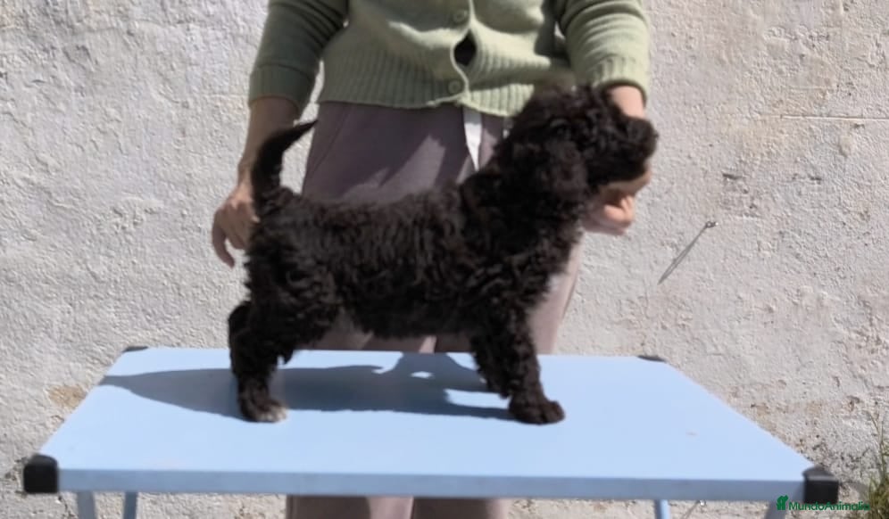 Perro de Agua Español perros Perra de agua - Anuncio 1