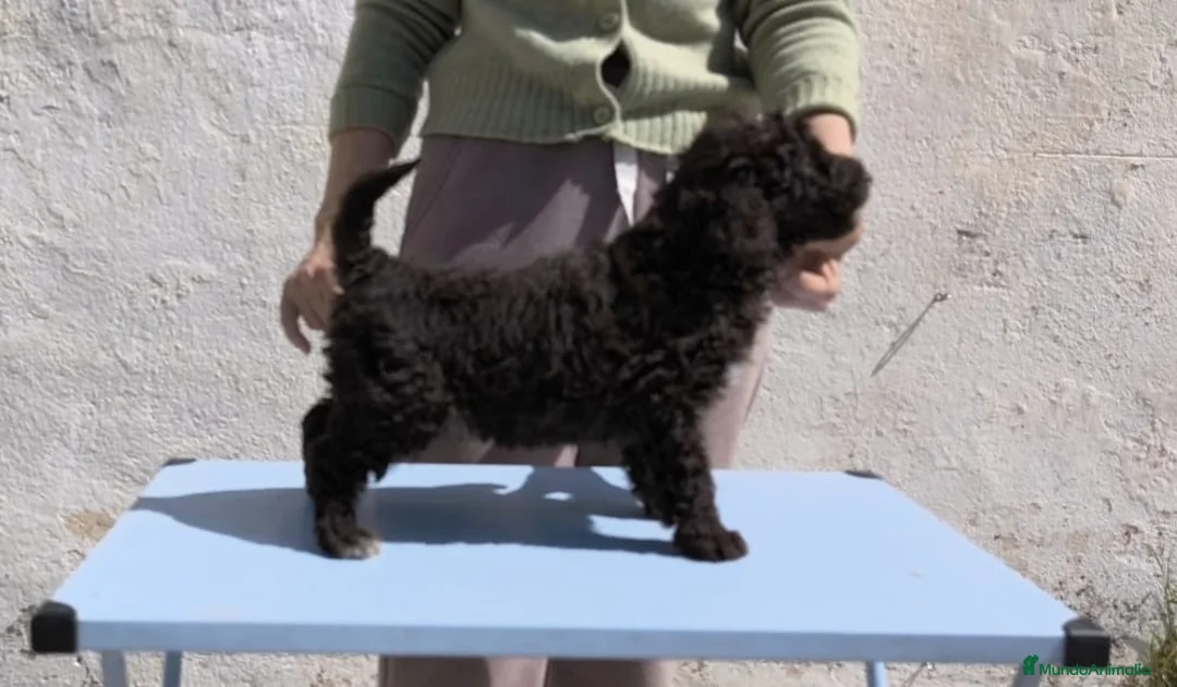 Perro de Agua Español perros en venta: Perra de agua - Anuncio 1