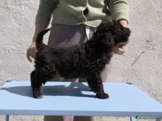 Perro de Agua Español perros Perra de agua - Anuncio 1