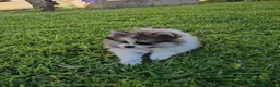 Pomerania perros en venta: Cachorros pomerania, precio real.  - Anuncio 4