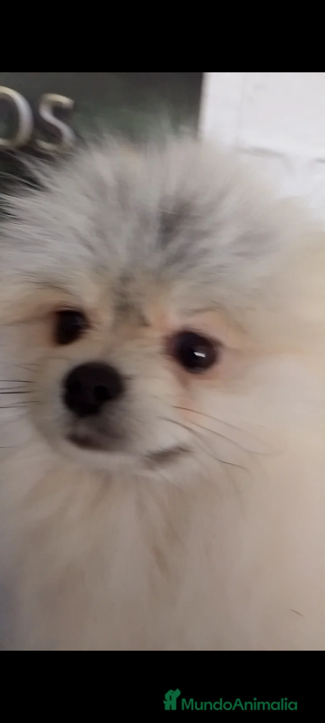Pomerania perros en venta: Pomerania macho  - Anuncio 2