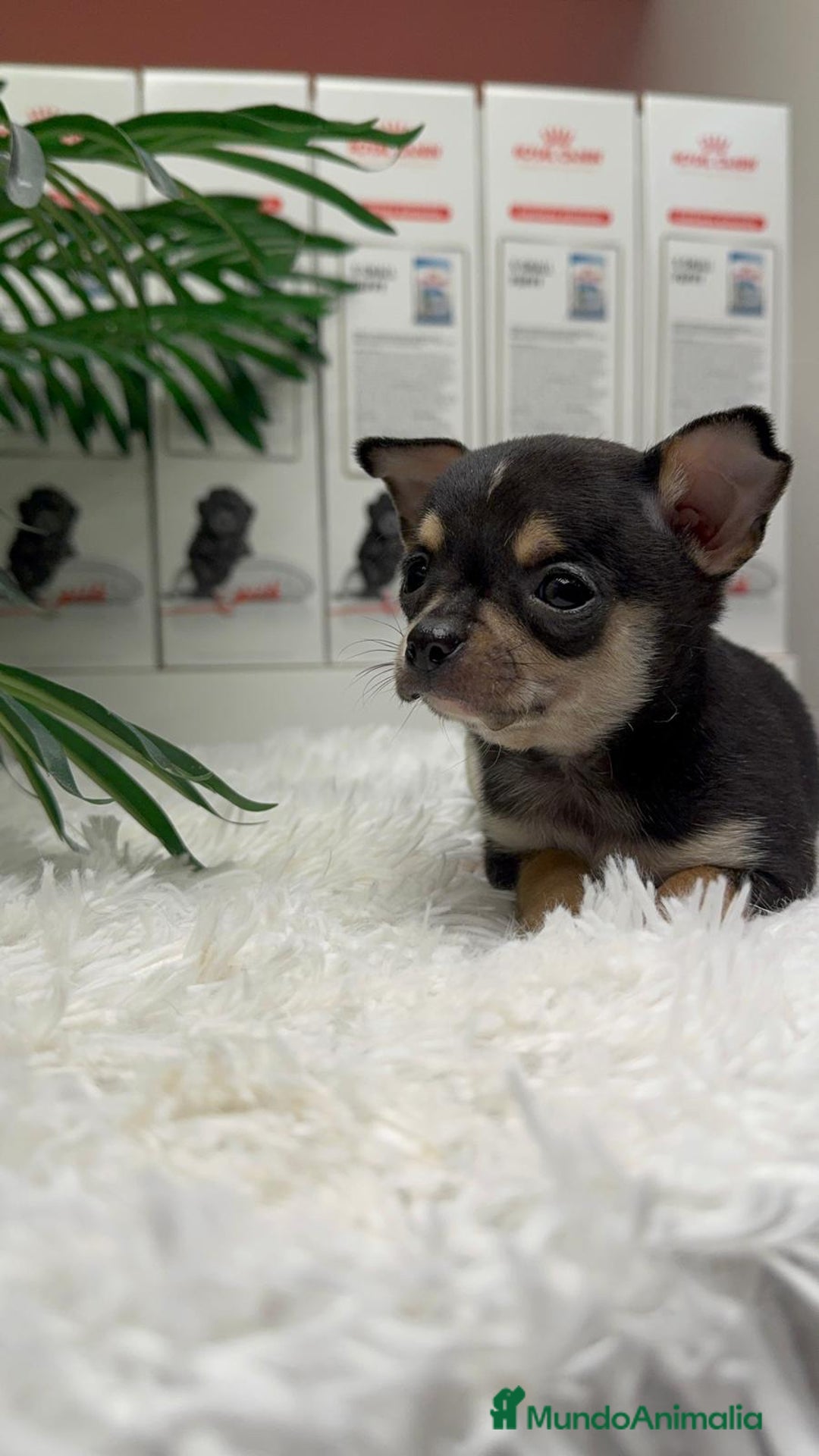 Chihuahua perros en venta: CHIHUAHUA MACHO - Anuncio 7