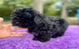 Maltipoo perros en venta: MALTIPOO TOY NEGRA DISPONIBLE - Imagen 5