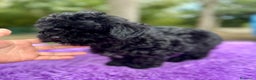 Maltipoo perros en venta: MALTIPOO TOY NEGRA DISPONIBLE - Anuncio 5
