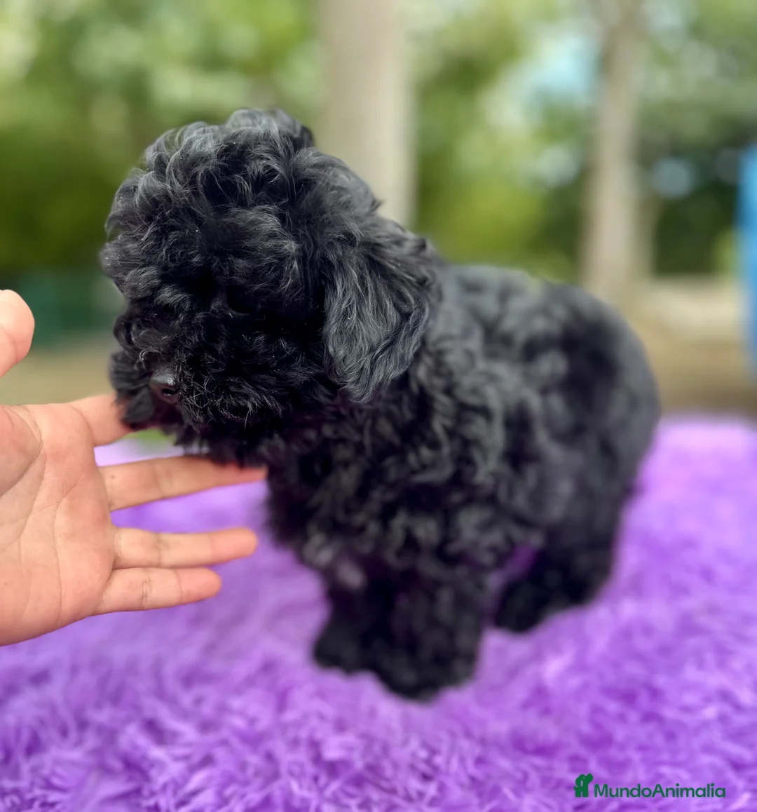Maltipoo perros en venta: MALTIPOO TOY NEGRA DISPONIBLE - Anuncio 5