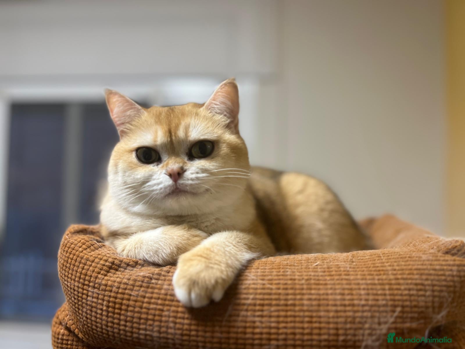 Británico de Pelo Corto gatos Hogar definitivo para Luna - Anuncio 1