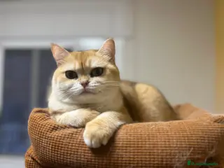 Británico de Pelo Corto gatos Hogar definitivo para Luna - Anuncio 1