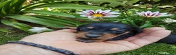 Teckel Miniatura perros en venta: Cacharros de teckel miniatura  - Anuncio 4