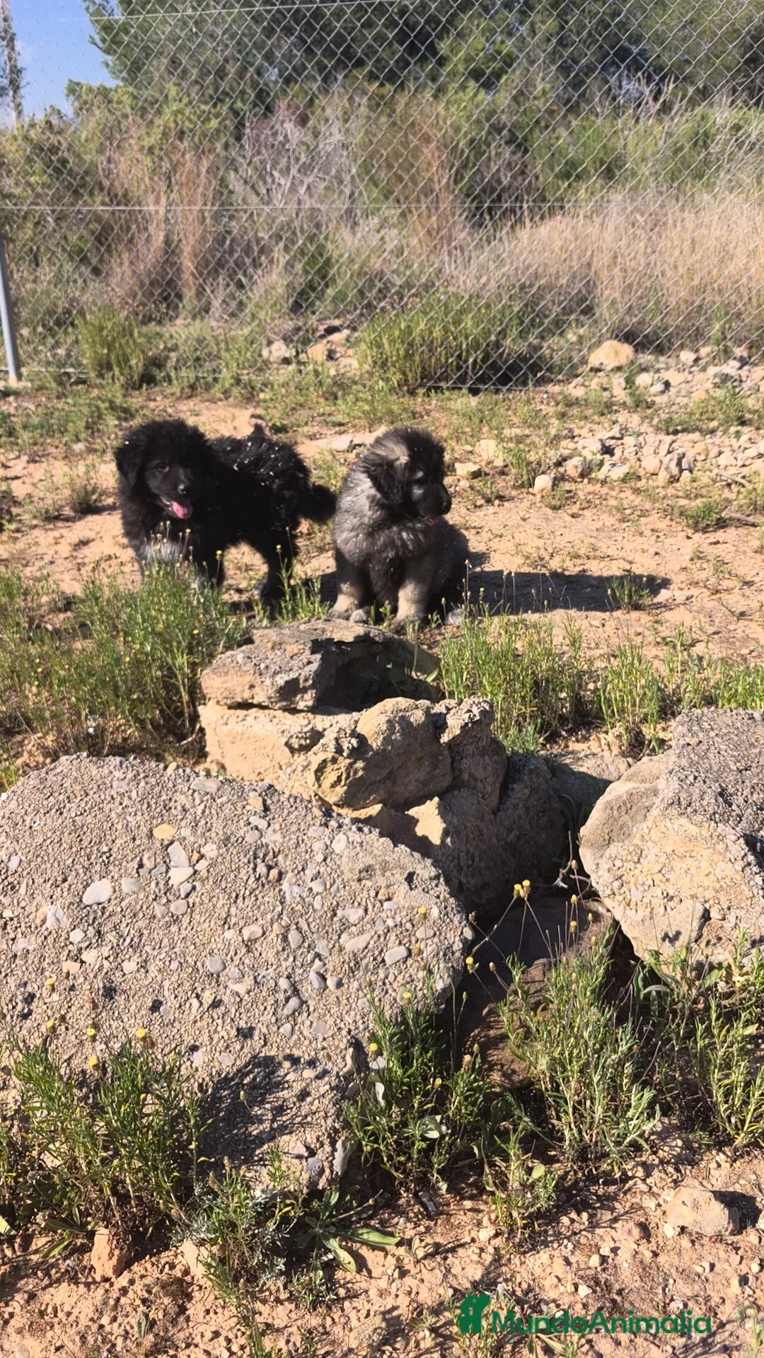 Pastor del Cáucaso perros en venta: Pastor del Cáucaso macho  - Anuncio 1