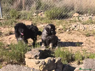 Pastor del Cáucaso perros Pastor del Cáucaso macho - Anuncio 1