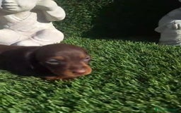 Teckel Miniatura perros en venta: Teckel Choco Hembra - Imagen 6
